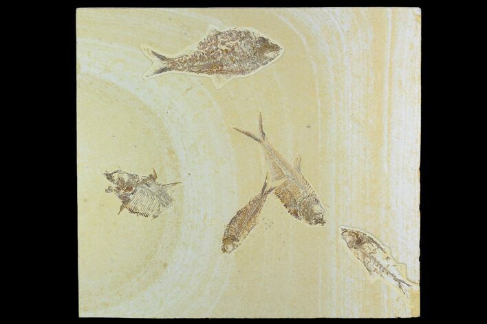 Fossil Fish Plate (Diplomystus And Knightia) - Green River Formation #122671